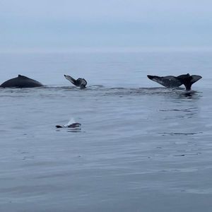 Meet your Posher, Jane